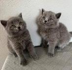 Britse korthaar kittens, Meerdere dieren, 0 tot 2 jaar, Ontwormd