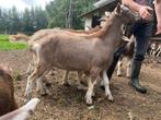 Boklammeren NL Toggenburger/TWZ x British Toggenburg, Dieren en Toebehoren, Mannelijk, Geit, 0 tot 2 jaar
