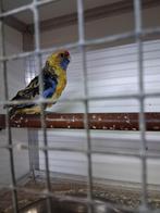 Stro gele rosella man, Dieren en Toebehoren, Mannelijk, Parkiet, Geringd