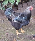 Mooie jonge haan zoekt een nieuwe plek!, Dieren en Toebehoren, Pluimvee, Mannelijk, Kip