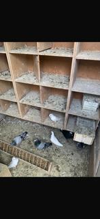 Figuritas, Dieren en Toebehoren, Vogels | Duiven, Geslacht onbekend, Overige soorten