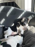 Jack Russel Puppy reutjes, Dieren en Toebehoren, Honden | Jack Russells en Terriërs, Jack Russell Terriër, Reu, 8 tot 15 weken