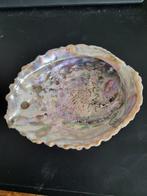 Abalone schelp 15x13x5 cm, Verzamelen, Mineralen en Fossielen, Schelp(en), Ophalen