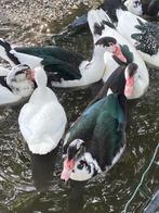 Te koop Doksa Barbarie/ Muskus eenden, Dieren en Toebehoren, Pluimvee, Meerdere dieren, Eend