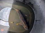 Koi karpers bruin en zwart zoals op foto per vis te koop, Karper of Koi