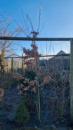 Jonge eikenboom / Quercus 3 meter hoog, Tuin en Terras, Planten | Bomen, Ophalen, Volle zon, Overige soorten, 250 tot 400 cm