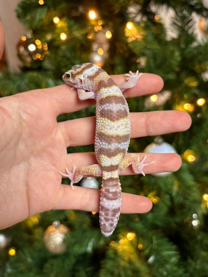 Tremper eclipse luipaardgekko vrouw