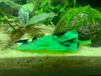 Neocardina blue dream garnalen, Zoetwatervis, Kreeft, Krab of Garnaal, Schoolvis