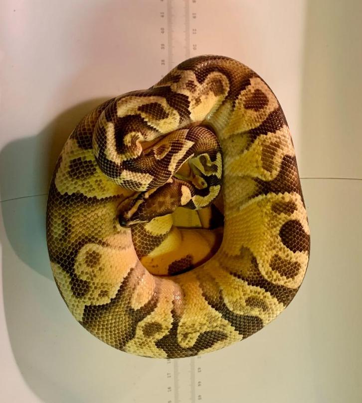 Koningspython | 0.1 YB OD Enchi het. Albino