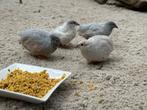 Jonge Chinese dwergkwartels (natuurbroed), Dieren en Toebehoren, Vogels | Overige Vogels, Meerdere dieren