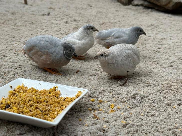 Jonge Chinese dwergkwartels (natuurbroed), Dieren en Toebehoren, Vogels | Overige Vogels, Meerdere dieren