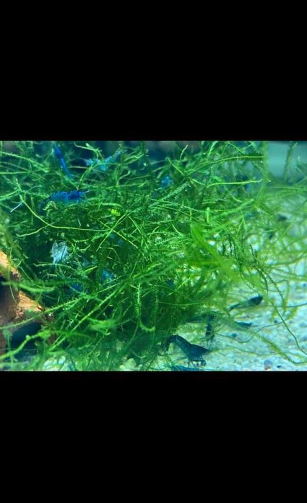 Mooie Blauwe garnalen 30 voor 25,-!, Kreeft, Krab of Garnaal