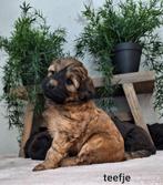 Bennerdoodle/labradoodle pups mini !!!, CDV (hondenziekte), Meerdere, 8 tot 15 weken, Meerdere dieren