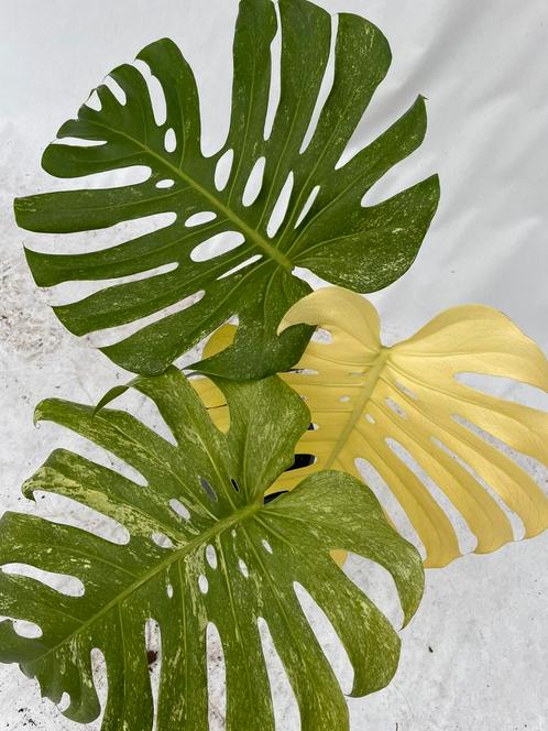 Monstera, variegata, Deliciosa, mint, wit, gaten, kamerplant, Huis en Inrichting, Kamerplanten, Overige soorten, Minder dan 100 cm