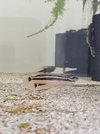 2 x Julidochromis ornatus ( waarschijnlijk vrouwen), Dieren en Toebehoren, Vissen | Aquariumvissen, Vis