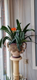 Clivia miniata huiskamerplant, Ophalen of Verzenden, Zo goed als nieuw