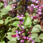 Hyacintboon klimplant te koop, Ophalen, Zomer, Volle zon