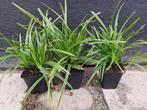 Carex morrowii ‘Variegata’ (Zegge), Winter, Vaste plant, Siergrassen, Ophalen