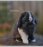 Minilop. Hangoor, dwerg konijn, konijnen, Dieren en Toebehoren, Mannelijk, Dwerg, Hangoor, 0 tot 2 jaar