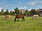 Stuk land gezocht voor onze paarden, Dieren en Toebehoren, Stalling en Weidegang, Weidegang, 4 paarden of pony's of meer