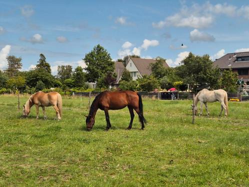 Stuk land gezocht voor onze paarden, Dieren en Toebehoren, Stalling en Weidegang, Stalling, Weidegang, 4 paarden of pony's of meer