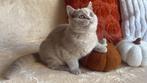 Anise - Britse Korthaar kitten met uitstekende stamboom, Poes, Gechipt, 0 tot 2 jaar