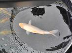2 x koi  samen 50€ of goed bod, Dieren en Toebehoren, Vissen | Vijvervissen, Karper of Koi