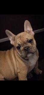 Franse bulldog pups, Dieren en Toebehoren, Honden | Bulldogs, Pinschers en Molossers, Parvo, 8 tot 15 weken, Bulldog, Meerdere