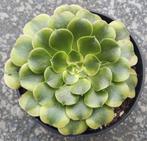 Aeonium Green Medusa, Vetplant, Ophalen of Verzenden, Minder dan 100 cm, Volle zon