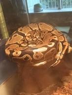 Koningspython, Dieren en Toebehoren, Slang, Met terrarium, 3 tot 6 jaar