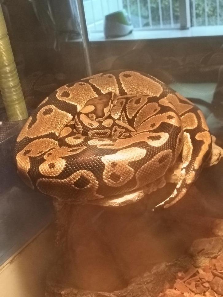 Koningspython, Dieren en Toebehoren, Reptielen en Amfibieën, Slang, 3 tot 6 jaar, Met terrarium, Tam