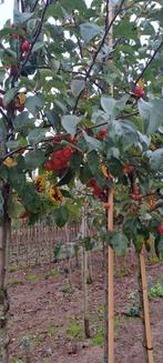 Sierappelbomen - Diverse soorten & maten, Overige soorten, Lente, 250 tot 400 cm, Ophalen