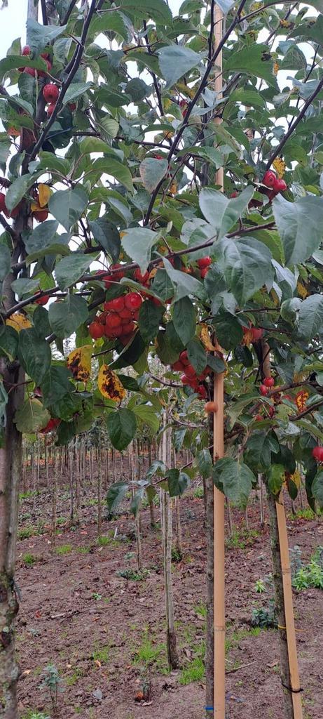 Sierappelbomen - Diverse soorten & maten, Tuin en Terras, Planten | Bomen, Overige soorten, 250 tot 400 cm, Volle zon, Lente, Ophalen