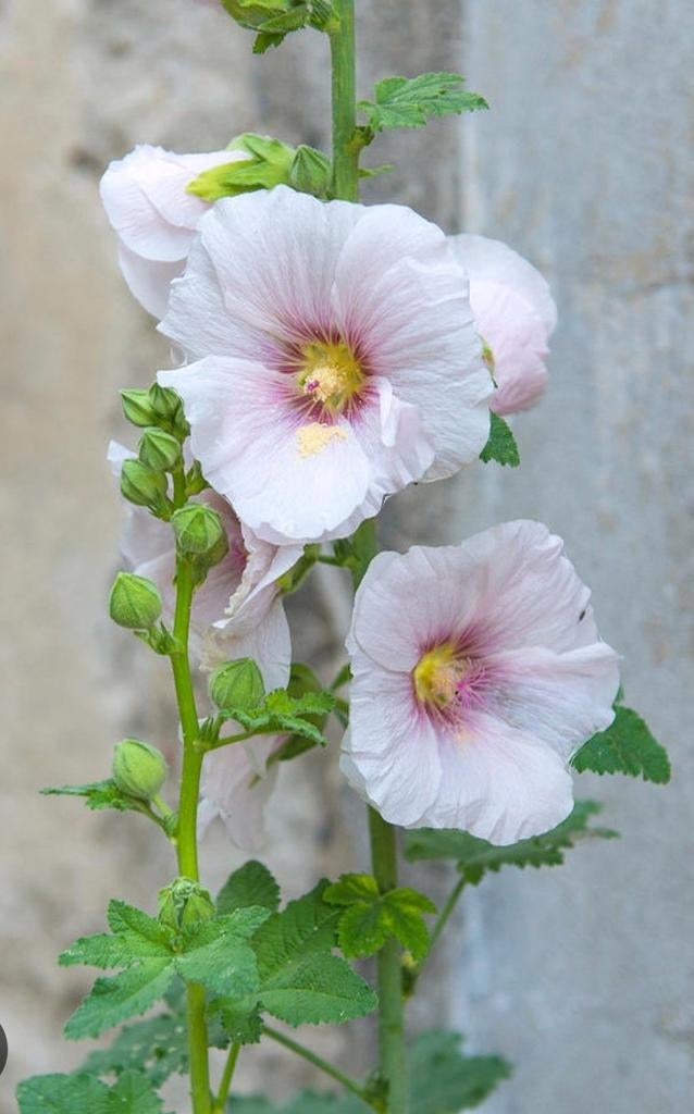 Biologische Stokroos Pale Pink Zaden, Ophalen of Verzenden, Volle zon