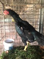 Shamo hen, Dieren en Toebehoren, Pluimvee, Vrouwelijk, Kip