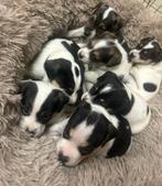 BOERENFOX PUPS, Parvo, Overige rassen, 8 tot 15 weken, Meerdere