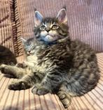 Prachtige raszuivere maine coon kittens te koop., Dieren en Toebehoren, Katten en Kittens | Raskatten | Langhaar, Meerdere dieren