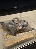 Tamme baby Blauw gele Ara's, Dieren en Toebehoren, Meerdere dieren, Papegaai, Geringd