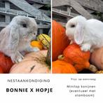 Nestaankondiging minilops, Geslacht onbekend, Dwerg, Hangoor, 0 tot 2 jaar