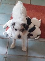 PARSON RUSSELL TERRIËR PUPS MET STAMBOOM, Dieren en Toebehoren, Honden | Jack Russells en Terriërs, Overige rassen, 8 tot 15 weken