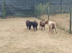 Verschillende Ouessant ooien, Dieren en Toebehoren, Schapen, Geiten en Varkens, Vrouwelijk, Schaap