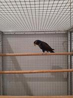 Bronsvleugel pionus man., Mannelijk, Parkiet, Geringd