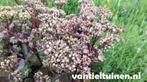 Sedum 'Matrona' vetkruid/hemelsleutel. vasteplant in pot, Ophalen of Verzenden, Zomer, Overige soorten, Volle zon