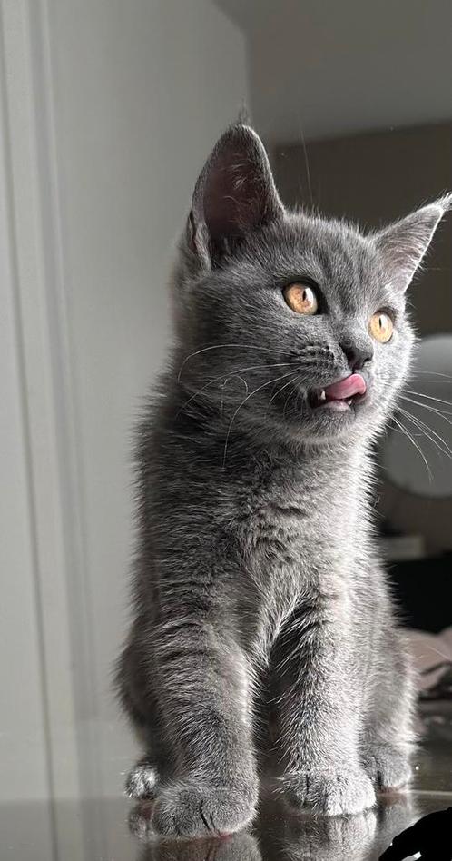 Raszuivere Britse korthaar kittens ( NOG 1 LAATSTE KITTEN), Dieren en Toebehoren, Katten en Kittens | Raskatten | Korthaar, 0 tot 2 jaar