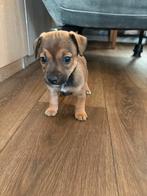 Jack russel puppy, Jack Russell Terriër, 8 tot 15 weken, Meerdere, Meerdere dieren