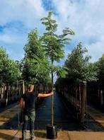 Albizia julibrissin slaapboom 🌿🌺, Tuin en Terras, Planten | Bomen, Ophalen, Volle zon, Overige soorten