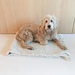 Prachtige Labradoodle dekreu, super karakter, HD / ED vrij, Reu, Eén hond, 3 tot 5 jaar, Nederland