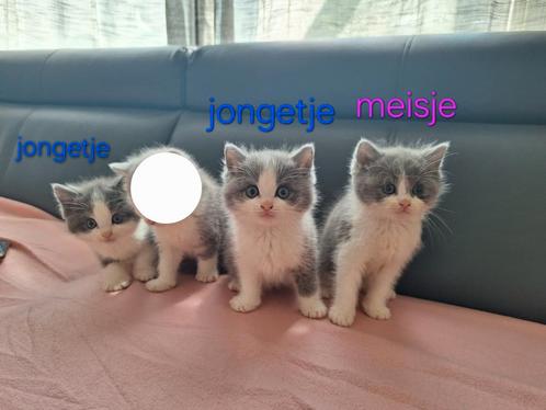 Ragdoll/Britse korthaar. Kittens, Dieren en Toebehoren, Katten en Kittens | Overige Katten