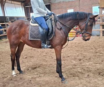 Brave 6 jr allrounder 1,62 mtr(recreatie-manege-sport) beschikbaar voor biedingen