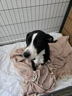 Pup 19 weken kruising kooiker/stafford/stabij, Dieren en Toebehoren, Rabiës (hondsdolheid), 15 weken tot 1 jaar, Reu, Eén hond